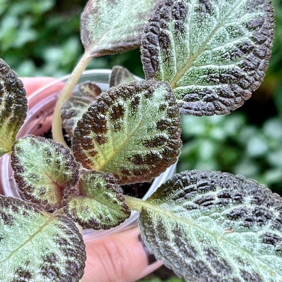Episcia Cupreata - Picture 4 of 6